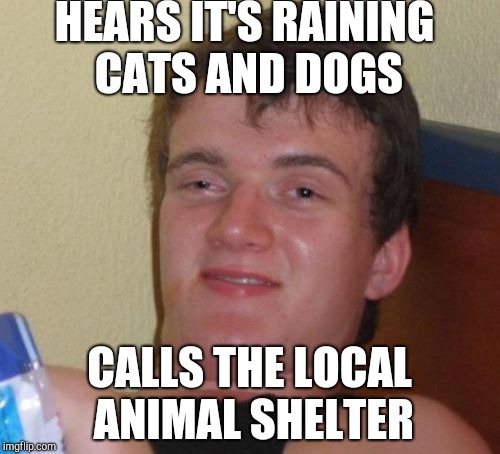 10 Guy | HEARS IT'S RAINING CATS AND DOGS; CALLS THE LOCAL ANIMAL SHELTER | image tagged in memes,10 guy | made w/ Imgflip meme maker