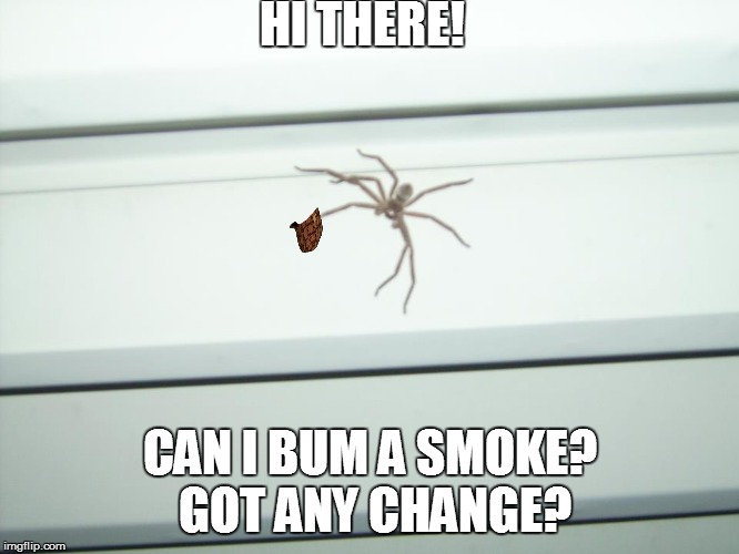 Tucson Wildlife | HI THERE! CAN I BUM A SMOKE? GOT ANY CHANGE? | image tagged in spider,bum,tucson | made w/ Imgflip meme maker