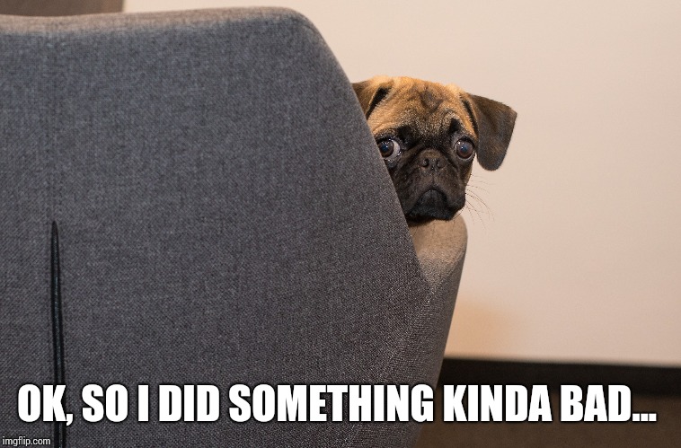 I Did Something Bad | OK, SO I DID SOMETHING KINDA BAD... | image tagged in dogs,funny dog memes | made w/ Imgflip meme maker