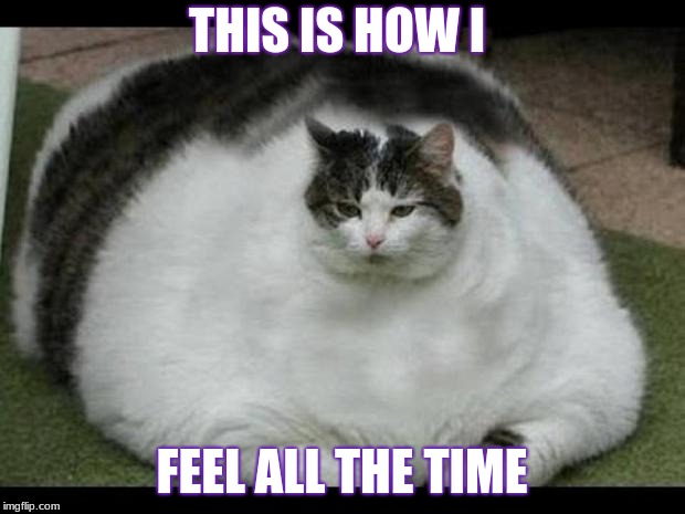 fat cat 2 | THIS IS HOW I; FEEL ALL THE TIME | image tagged in fat cat 2 | made w/ Imgflip meme maker