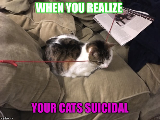 27 suiicidal ccats | WHEN YOU REALIZE; YOUR CATS SUICIDAL | image tagged in datlinx,yung mung,cat,suicide,memes | made w/ Imgflip meme maker
