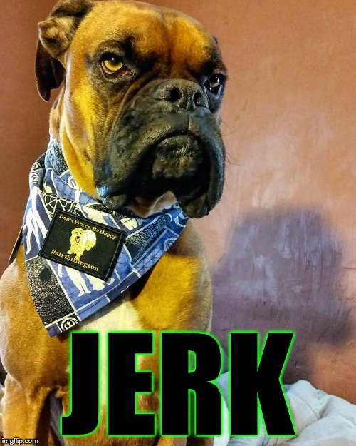 Grumpy Dog | JERK | image tagged in grumpy dog | made w/ Imgflip meme maker