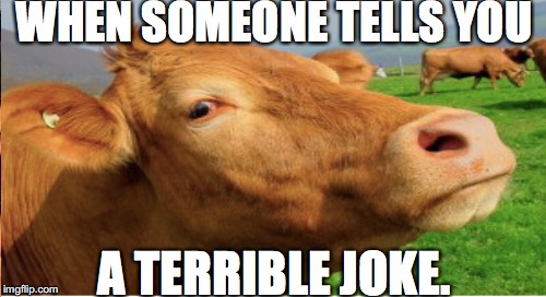 memes | WHEN SOMEONE TELLS YOU; A TERRIBLE JOKE. | image tagged in cows | made w/ Imgflip meme maker