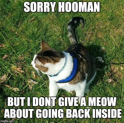 SORRY HOOMAN; BUT I DONT GIVE A MEOW ABOUT GOING BACK INSIDE | image tagged in sorry hooman | made w/ Imgflip meme maker