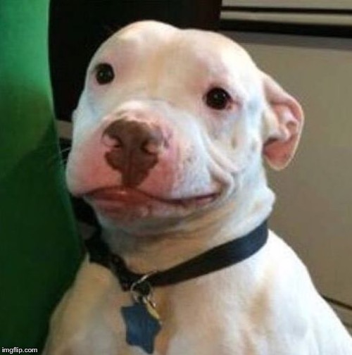 Awkward Dog | :) | image tagged in awkward dog | made w/ Imgflip meme maker