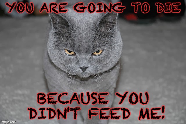 FEED ME!!!!! | YOU ARE GOING TO DIE; BECAUSE YOU DIDN'T FEED ME! | image tagged in mad cat | made w/ Imgflip meme maker
