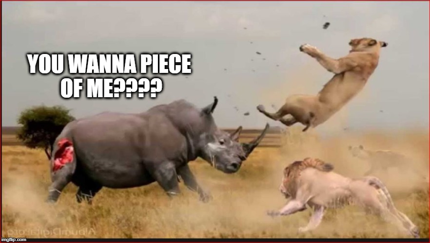 Some days you are the lion | YOU WANNA PIECE OF ME???? | image tagged in determination,lions,rhino | made w/ Imgflip meme maker