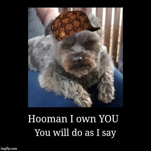 Hooman I own YOU | image tagged in funny,demotivationals | made w/ Imgflip demotivational maker