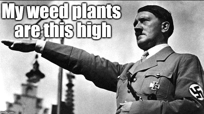 Hitlers dope. | My weed plants are this high | image tagged in 420,hitler,weed,cannabis,nazi | made w/ Imgflip meme maker