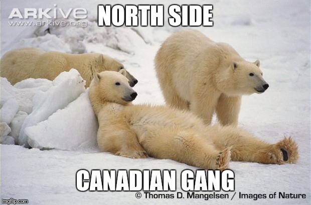 polar bears | NORTH SIDE; CANADIAN GANG | image tagged in polar bears | made w/ Imgflip meme maker
