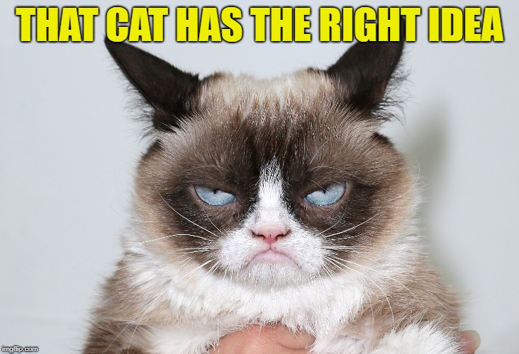 THAT CAT HAS THE RIGHT IDEA | made w/ Imgflip meme maker