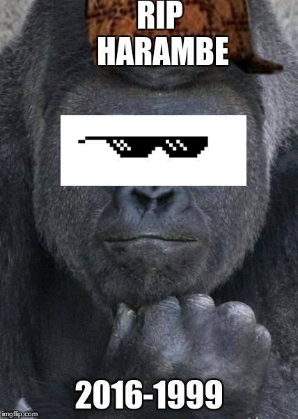 Handsome Gorilla | RIP HARAMBE; 2016-1999 | image tagged in handsome gorilla,scumbag | made w/ Imgflip meme maker