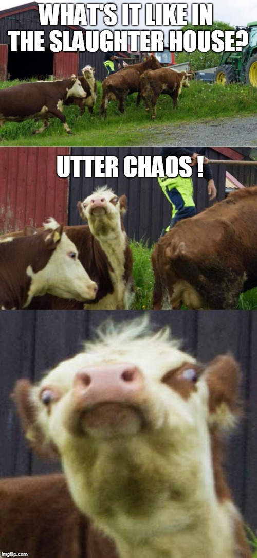 Bad pun cow  | WHAT'S IT LIKE IN THE SLAUGHTER HOUSE? UTTER CHAOS ! | image tagged in bad pun cow,utter chaos,cows,slaughter,butcher,meat | made w/ Imgflip meme maker