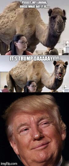 Mid week. Still OUR President. | image tagged in donald trump,hump day camel,hump day,wednesday,geico,donald trump approves | made w/ Imgflip meme maker