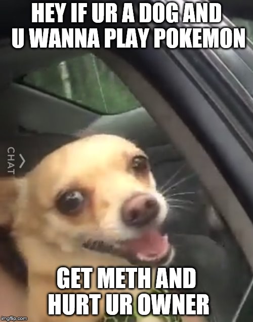 Pokemon go | HEY IF UR A DOG AND U WANNA PLAY POKEMON; GET METH AND HURT UR OWNER | image tagged in pokemon go | made w/ Imgflip meme maker