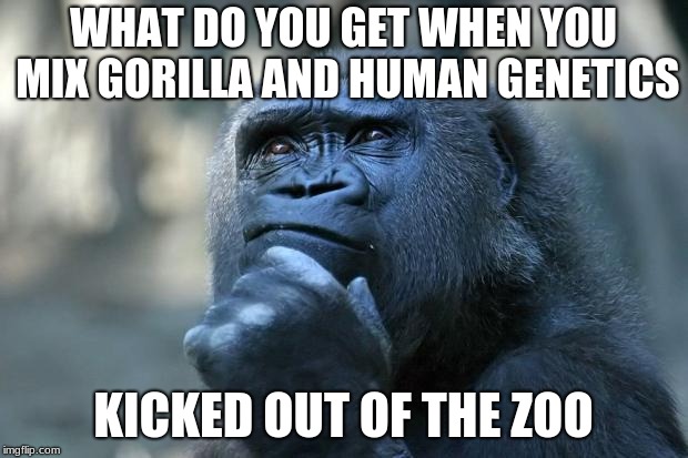 Deep Thoughts | WHAT DO YOU GET WHEN YOU MIX GORILLA AND HUMAN GENETICS; KICKED OUT OF THE ZOO | image tagged in thinking gorilla | made w/ Imgflip meme maker