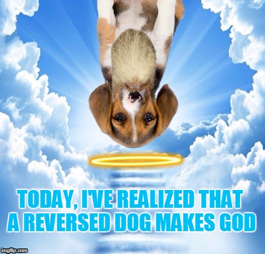 Reversed Dog Almighty | TODAY, I'VE REALIZED THAT A REVERSED DOG MAKES GOD | image tagged in dog,god,when you realize,dogs,this is awkward | made w/ Imgflip meme maker