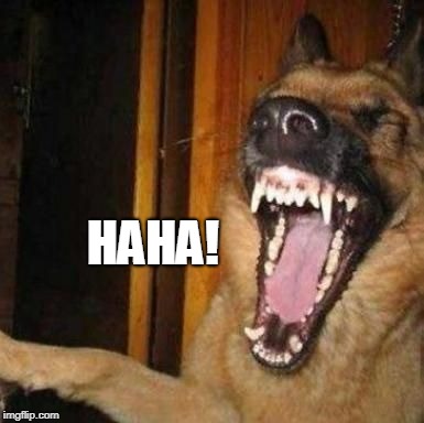 Laughing Dog | HAHA! | image tagged in laughing dog | made w/ Imgflip meme maker