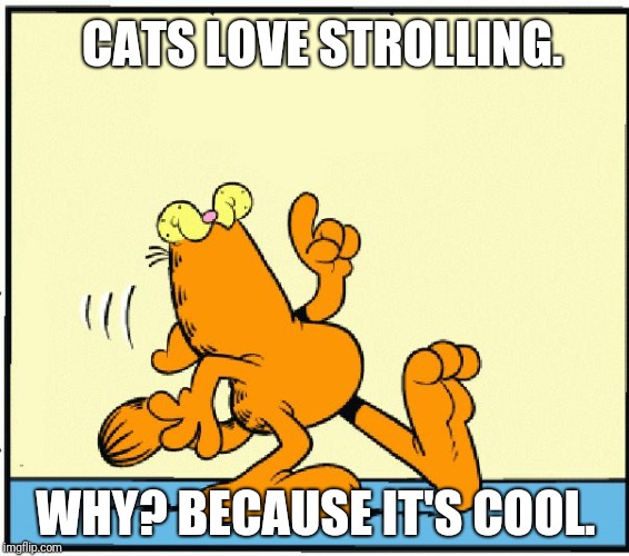 Strolling Garfield | CATS LOVE STROLLING. WHY?
BECAUSE IT'S COOL. | image tagged in strolling garfield | made w/ Imgflip meme maker