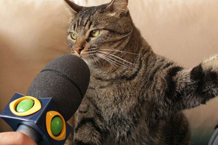 angry cat interviewed Blank Meme Template