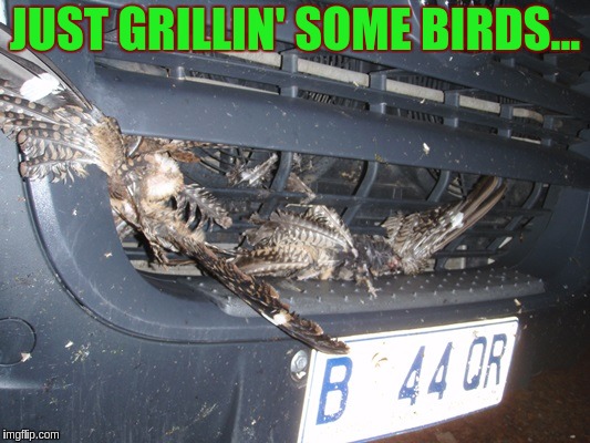 Tasty! | JUST GRILLIN' SOME BIRDS... | image tagged in bird | made w/ Imgflip meme maker
