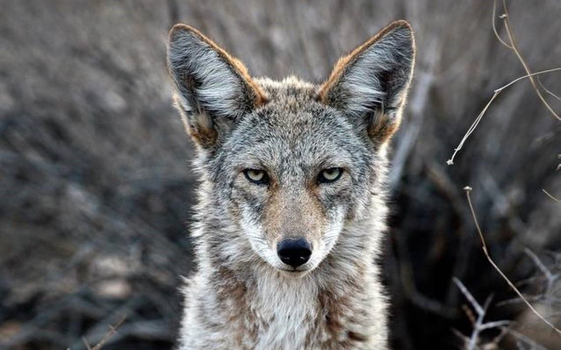 High Quality Coyote Blank Meme Template