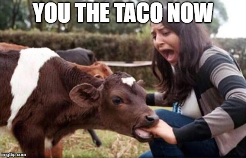 You the taco now b@%$ | YOU THE TACO NOW | image tagged in vegan,cow,tacos | made w/ Imgflip meme maker