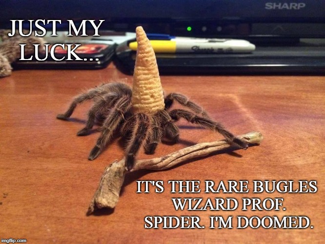Spider Wizard | JUST MY LUCK... IT'S THE RARE BUGLES WIZARD PROF. SPIDER. I'M DOOMED. | image tagged in spiders,funny,harry potter,bug,magic,dungeons and dragons | made w/ Imgflip meme maker