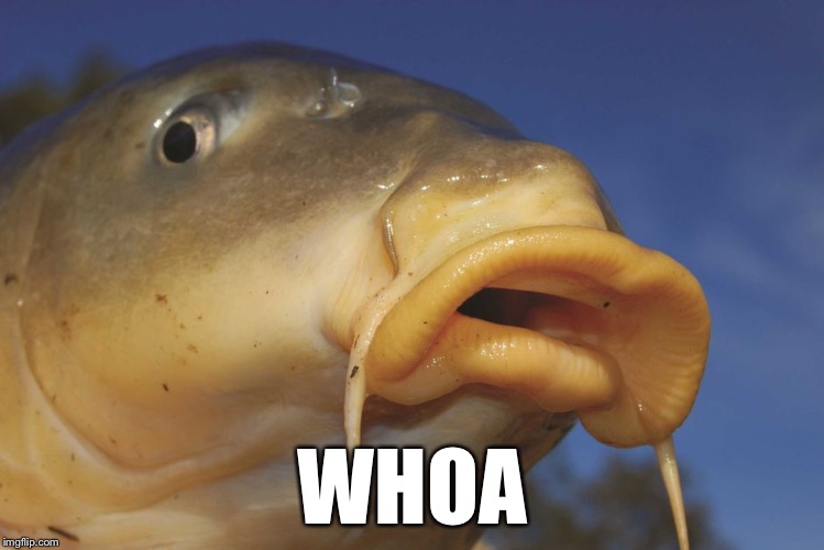 Carp | WHOA | image tagged in carp | made w/ Imgflip meme maker