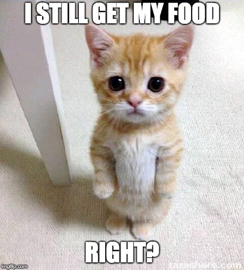 Cute Cat | I STILL GET MY FOOD; RIGHT? | image tagged in memes,cute cat | made w/ Imgflip meme maker