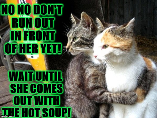 NO NO DON'T RUN OUT IN FRONT OF HER YET! WAIT UNTIL SHE COMES OUT WITH THE HOT SOUP! | image tagged in jerk felines | made w/ Imgflip meme maker