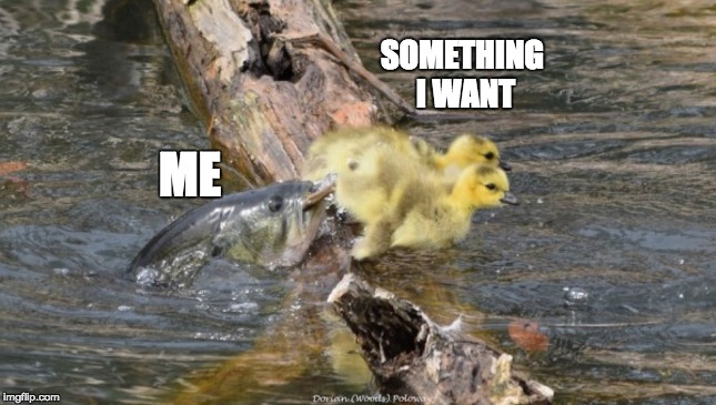 SOMETHING I WANT; ME | image tagged in funny memes,reactions,derp,funny,animals,funny animals | made w/ Imgflip meme maker