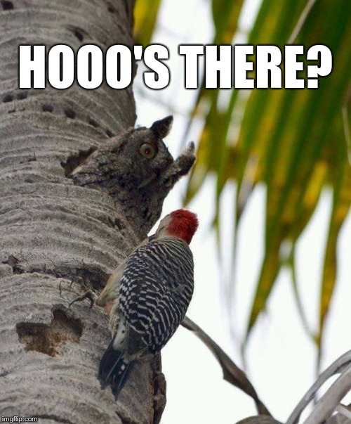 Hooo's there? | HOOO'S THERE? | image tagged in knock knock,who's there,hoo's there,owl,woodpecker | made w/ Imgflip meme maker