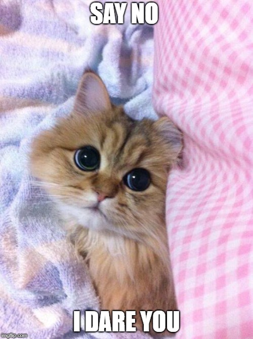 Cute cat | SAY NO; I DARE YOU | image tagged in cute cat | made w/ Imgflip meme maker