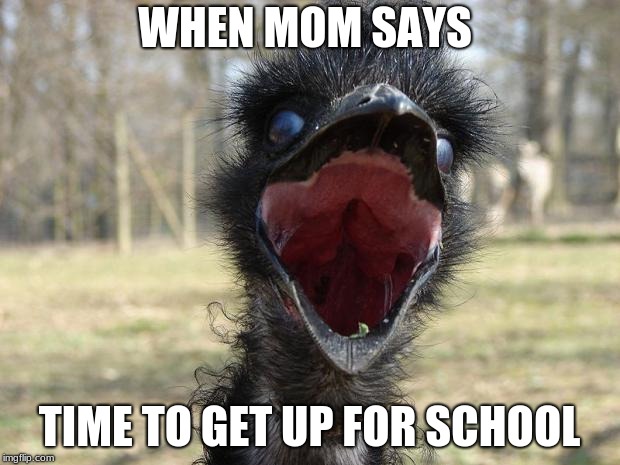 Laughing Emu | WHEN MOM SAYS; TIME TO GET UP FOR SCHOOL | image tagged in laughing emu | made w/ Imgflip meme maker