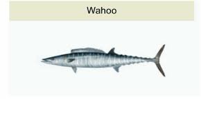 wahoo | image tagged in fish | made w/ Imgflip meme maker