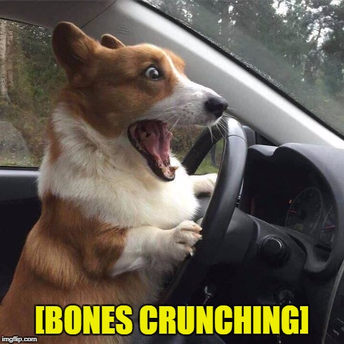 Puppy Driver | [BONES CRUNCHING] | image tagged in memes,funny,dogs,corgi,descriptive noise,cars | made w/ Imgflip meme maker