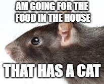 AM GOING FOR THE FOOD IN THE HOUSE; THAT HAS A CAT | image tagged in stupid rat | made w/ Imgflip meme maker