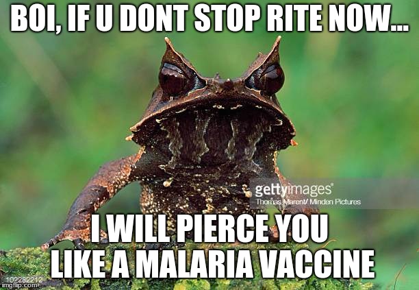 Frog to be feared | BOI, IF U DONT STOP RITE NOW... I WILL PIERCE YOU LIKE A MALARIA VACCINE | image tagged in stop,frog,desease | made w/ Imgflip meme maker