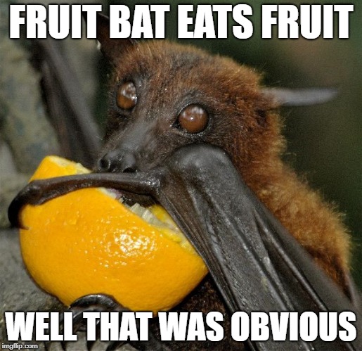 fruit bat eats fruit | FRUIT BAT EATS FRUIT; WELL THAT WAS OBVIOUS | image tagged in fruitbat eats fruit,captain obvious | made w/ Imgflip meme maker