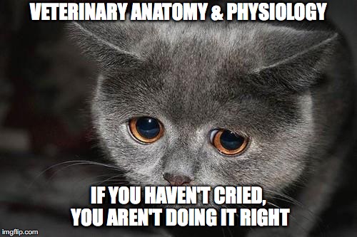 Sad cat | VETERINARY ANATOMY & PHYSIOLOGY; IF YOU HAVEN'T CRIED, YOU AREN'T DOING IT RIGHT | image tagged in sad cat | made w/ Imgflip meme maker