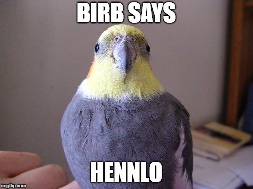 BIRB SAYS; HENNLO | image tagged in birb,memes,funny memes,funny meme,hello | made w/ Imgflip meme maker