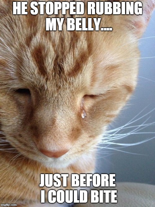 Cat Owner Problems | HE STOPPED RUBBING MY BELLY.... JUST BEFORE I COULD BITE | image tagged in first world cat problems | made w/ Imgflip meme maker