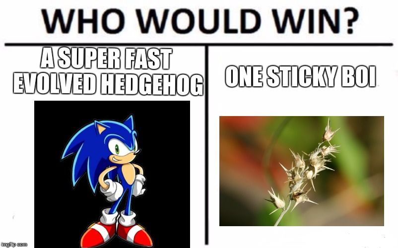 Who Would Win? Meme | A SUPER FAST EVOLVED HEDGEHOG; ONE STICKY BOI | image tagged in memes,who would win | made w/ Imgflip meme maker