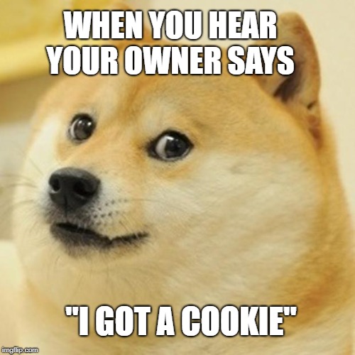 Doge | WHEN YOU HEAR YOUR OWNER SAYS; ''I GOT A COOKIE'' | image tagged in memes,doge | made w/ Imgflip meme maker