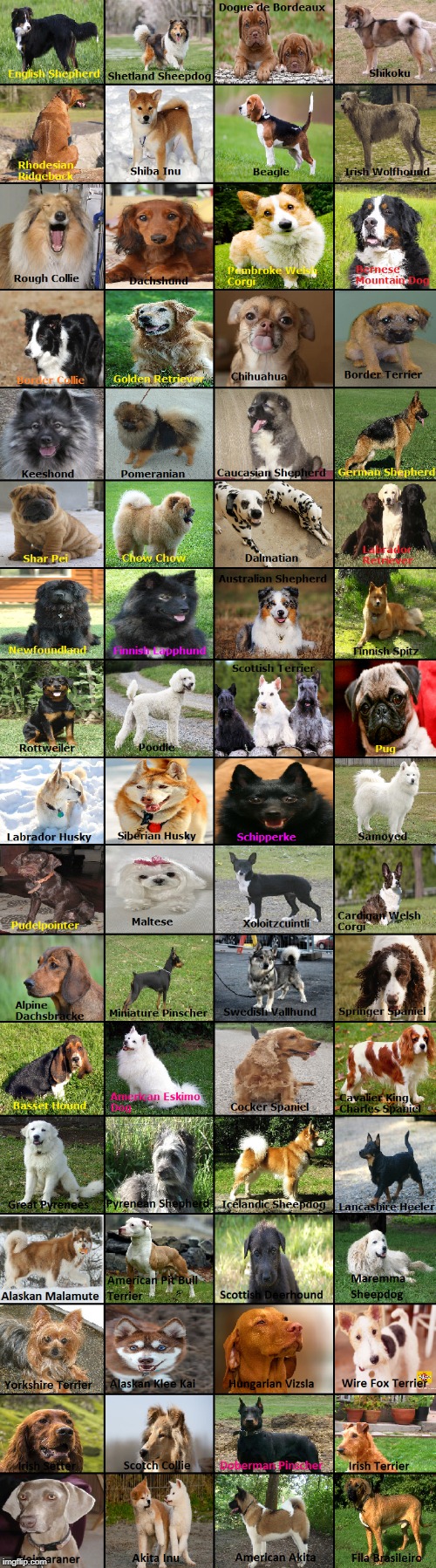 Dog breeds | image tagged in dogs,dog breeds,puppies | made w/ Imgflip meme maker