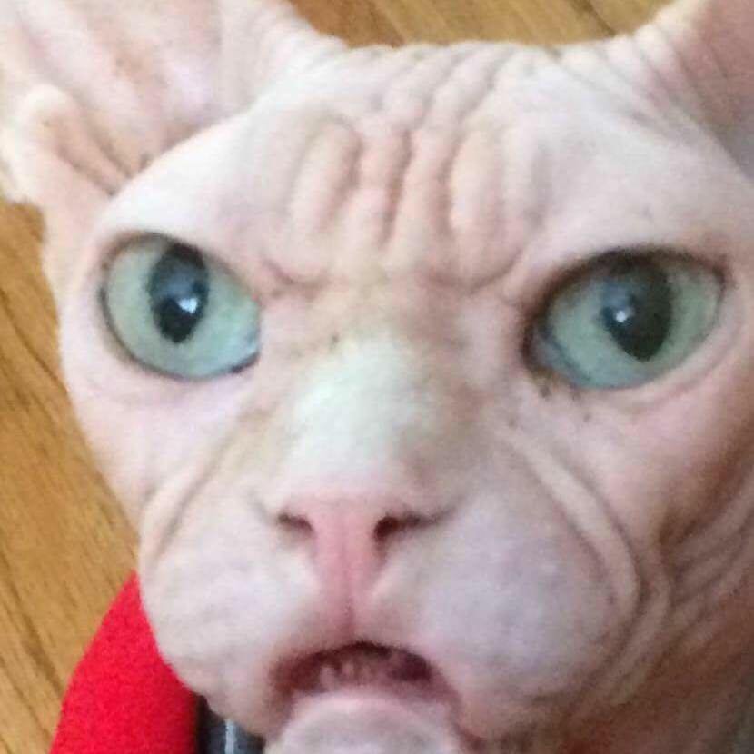No "wtf sphinx cat" memes have been featured yet. 