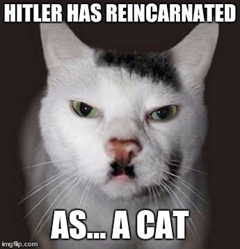 Nazi Cat | HITLER HAS REINCARNATED; AS... A CAT | image tagged in nazi cat | made w/ Imgflip meme maker