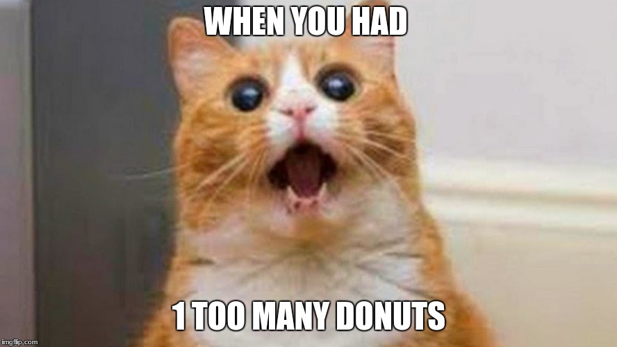 Have A Cat Meme! | WHEN YOU HAD; 1 TOO MANY DONUTS | image tagged in have a cat meme | made w/ Imgflip meme maker
