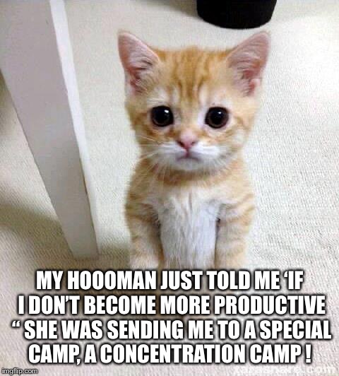 Cute Cat Meme | MY HOOOMAN JUST TOLD ME ‘IF I DON’T BECOME MORE PRODUCTIVE “ SHE WAS SENDING ME TO A SPECIAL CAMP, A CONCENTRATION CAMP ! | image tagged in memes,cute cat | made w/ Imgflip meme maker